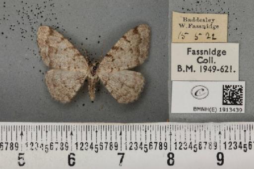 Aethalura punctulata (Denis & Schiffermüller, 1775) - BMNHE_1913439_485315