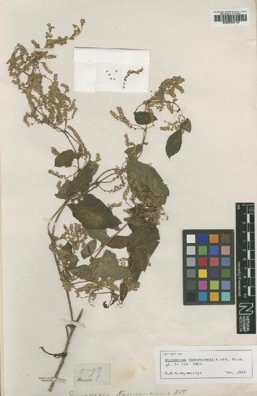 Dioscorea kamoonensis Kunth - BM000958184