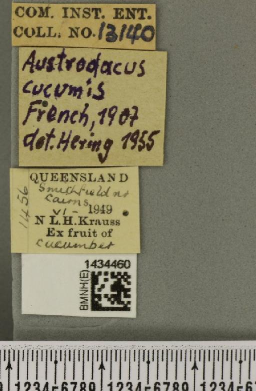 Bactrocera (Austrodacus) cucumis (French, 1907) - BMNHE_1434460_label_28382