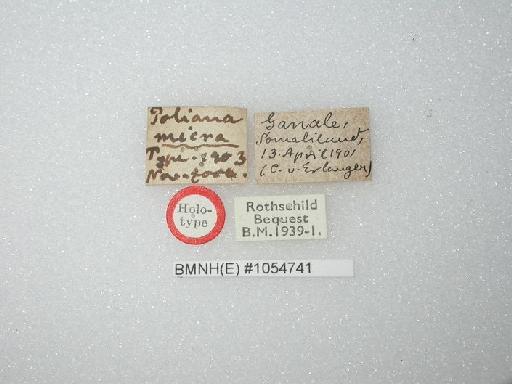 Poliana micra Rothschild & Jordan, 1903 - Poliana micra Rothschild & Jordan, 1903 BMNH(E) 1054741 labels