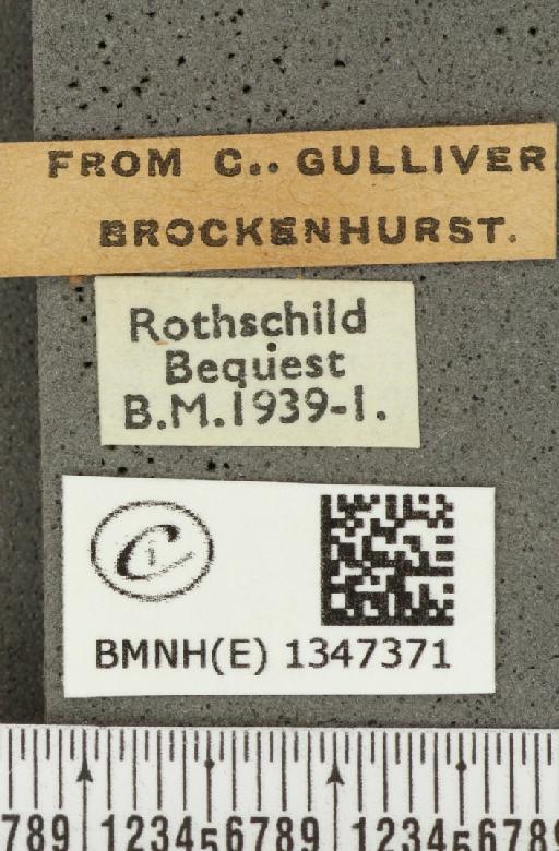 Ochlodes sylvanus (Esper, 1777) - BMNHE_1347371_label_155016