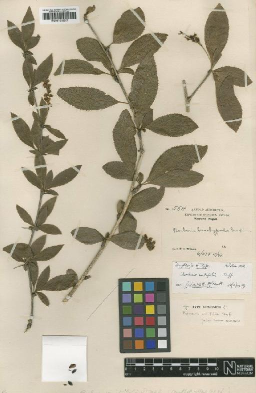 Berberis mitifolia Stapf - BM001015557