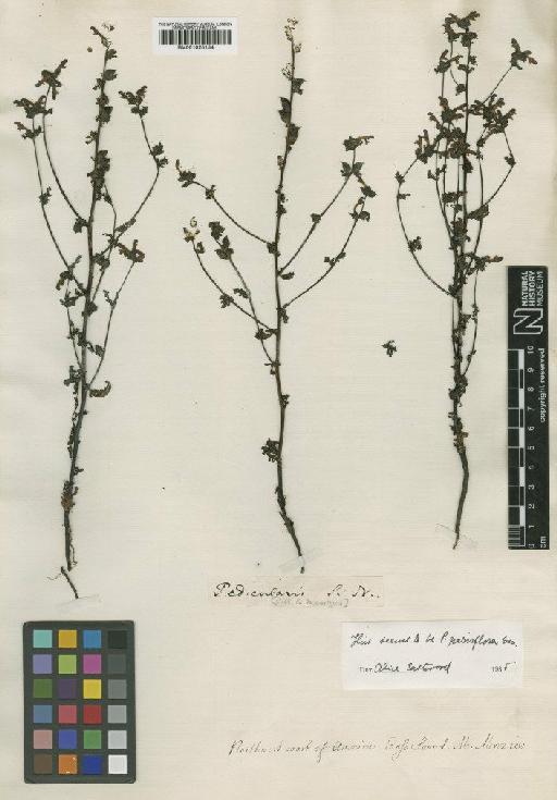 Pedicularis palustris L. - BM001025154