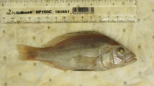 Haplochromis schubotzi Boulenger, 1914 - BMNH 1914.4.8.18, PARALECTOTYPE, Haplochromis schubotzi