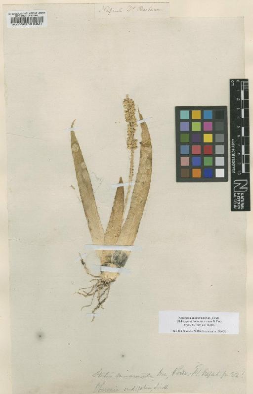 Oberonia ensiformis (Sm.) Lindl. - BM000088250