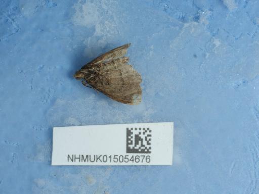 Orthonama vittata ab. fasciata Richardson, 1952 - 015054676_2