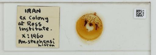 Anopheles (Cellia) stephensi Liston, 1901 - 012813510_Dorsal_Labels