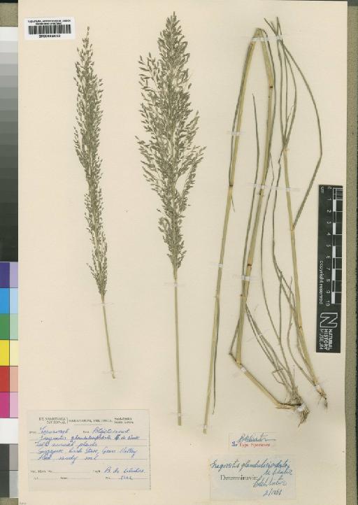 Eragrostis glandulosipedata De Winter - BM000923022