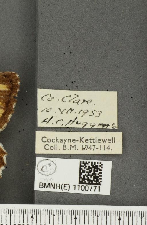 Hipparchia semele clarensis De Lattin, 1952 - BMNHE_1100771_label_11910