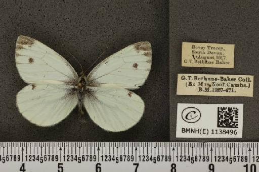 Pieris napi sabellicae Stephens, 1827 - BMNHE_1138496_90565