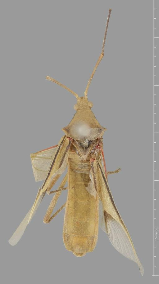 Homoeocerus parallelus Walker, 1871 - Homoeocerus parallelus-BMNH(E)884102-Holotype male dorsal