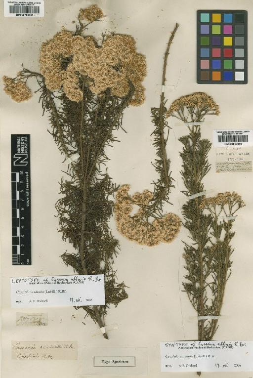 Cassinia aculeata (Labill.) R.Br. - BM000793691