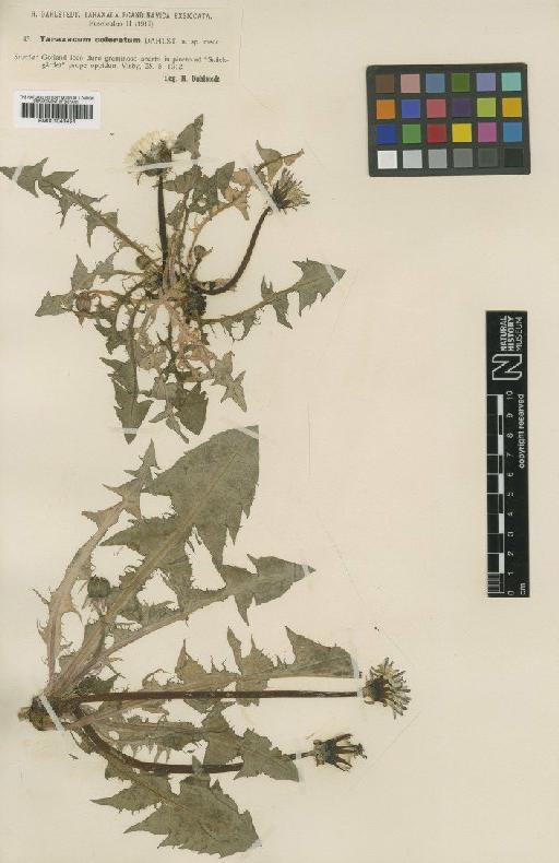 Taraxacum coloratum Dahlst. - BM001043454