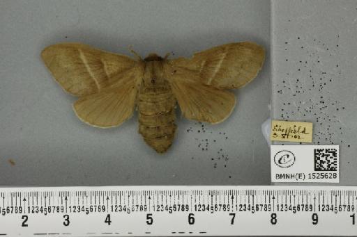 Macrothylacia rubi (Linnaeus, 1758) - BMNHE_1525628_196251