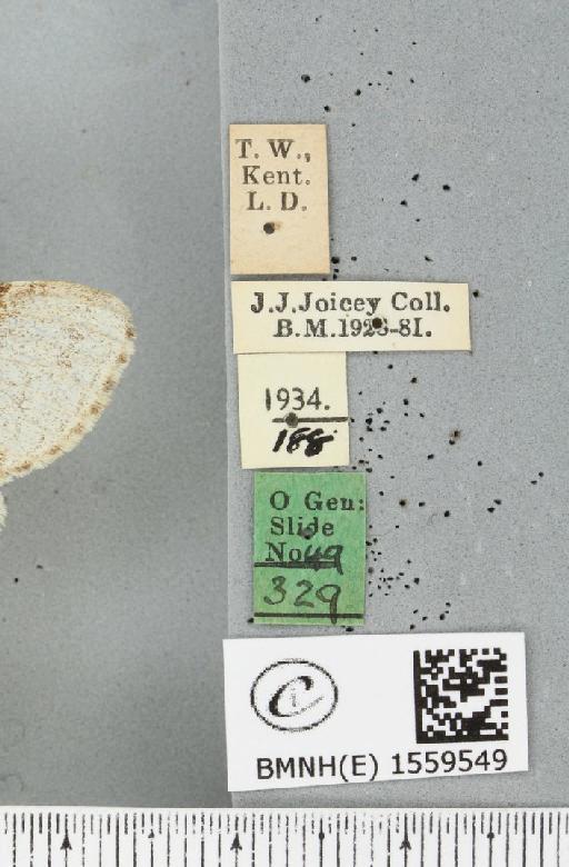 Calliteara pudibunda (Linnaeus, 1758) - BMNHE_1559549_label_255435