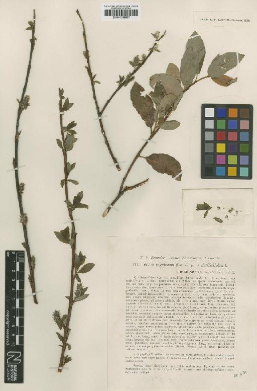 Salix nigricans Sm. - BM001066897