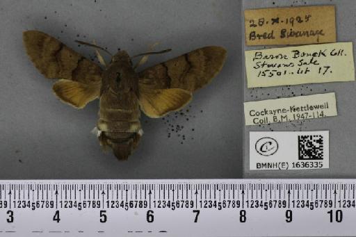 Macroglossum stellatarum (Linnaeus, 1758) - BMNHE_1636335_206051