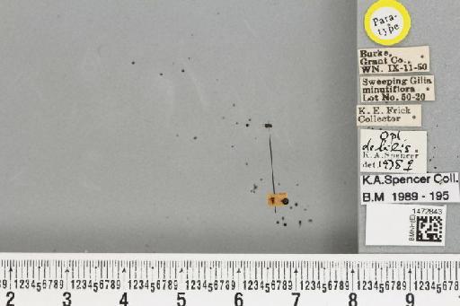 Ophiomyia debilis Spencer, 1981 - BMNHE_1472843_47299
