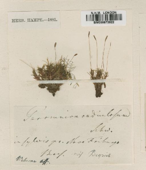 Brachymenium radiculosum (Schwägr.) Hampe - BM000873622