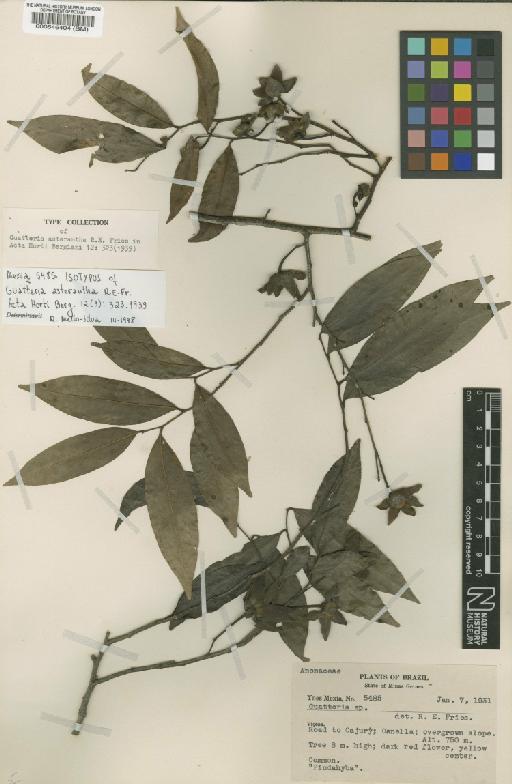 Guatteria australis A.St.-Hil. - BM000546404