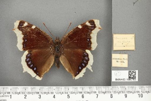 Nymphalis antiopa (Linnaeus, 1758) - BMNHE_1060760_21153