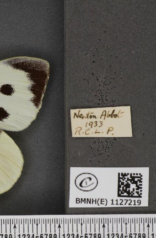 Pieris brassicae ab. postice-ochreata Verity, 1919 - BMNHE_1127219_label_84435