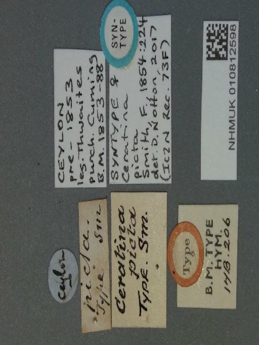 Ceratina picta Smith, F., 1854 - 010812598-NHMUK-Ceratina_-picta-syntype-female-labels-2