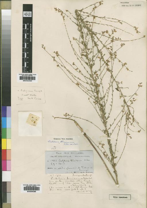 Crotalaria tenuirama Welw. ex Baker - BM000843265