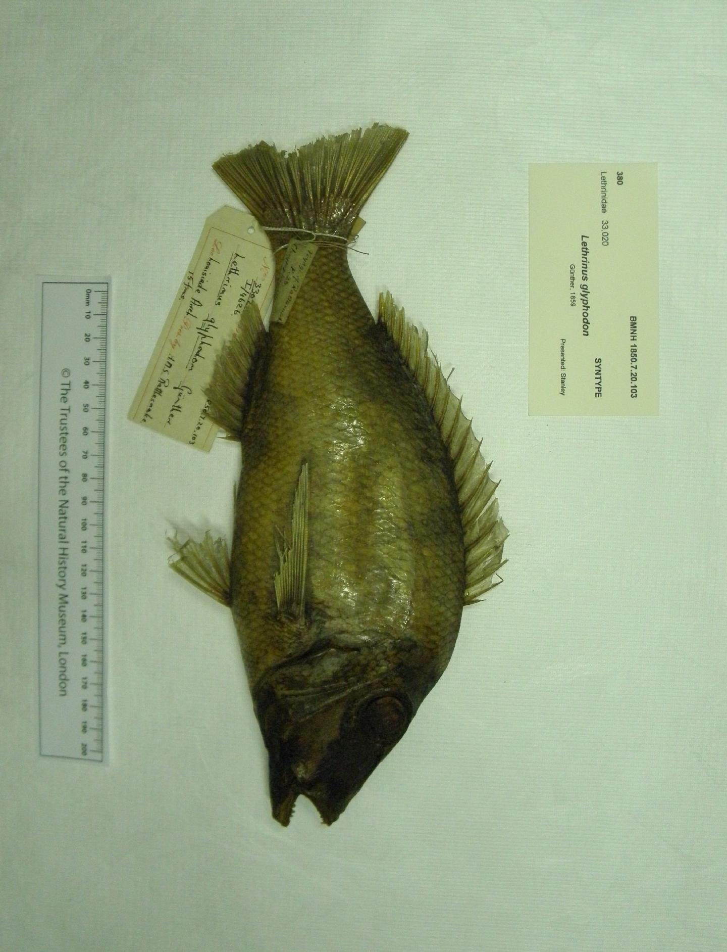 To NHMUK collection (Lethrinus glyphodon Günther, 1859; SYNTYPE; NHMUK:ecatalogue:2588221)