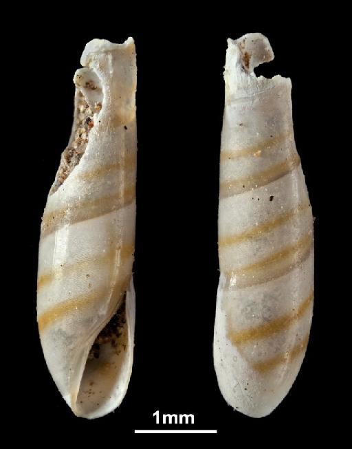 Eulima bifasciata d'Orbigny, 1841 - 1854.10.4.142