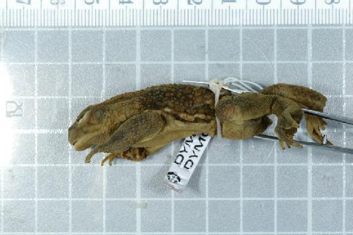 Bufo langanoensis - Image of specimen 1975.1176  See registrations from file name, labels and catalogue record 1975.1172-1176, & 1975.1172