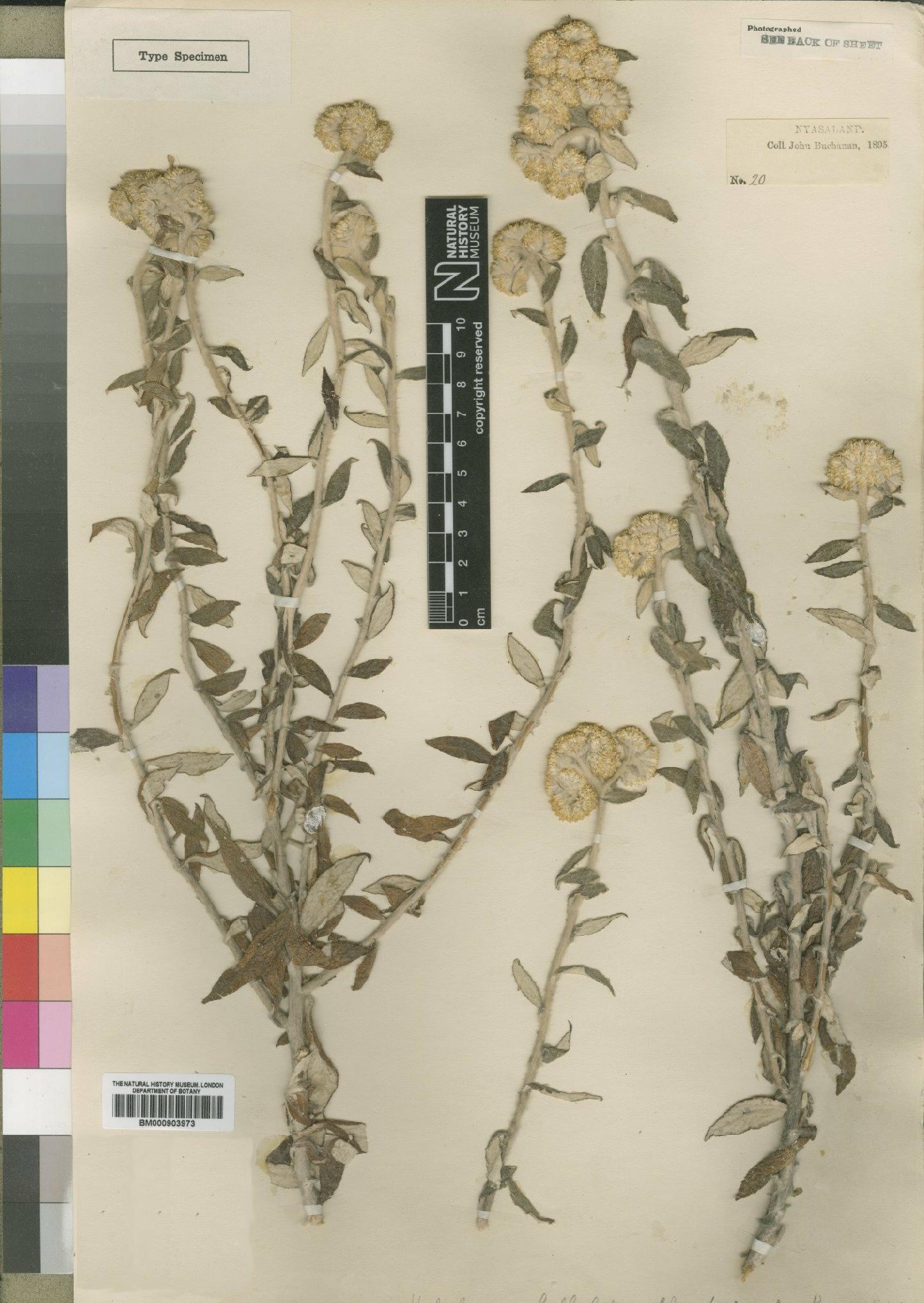 To NHMUK collection (Helichrysum bullulatum Moore; Type; NHMUK:ecatalogue:4529022)