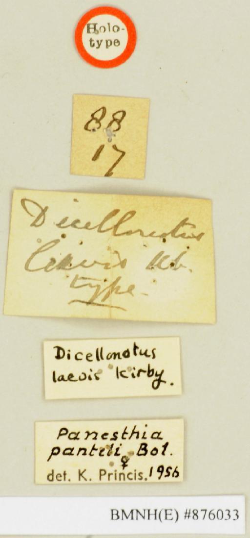 Dicellonotus laevis Kirby, 1903 - Dicellonotus laevis Kirby, 1903, female, holotype, labels. Photographer: Edward Baker. BMNH(E)#876033