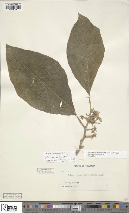 Solanum cyathophorum M.Nee - BM000849425