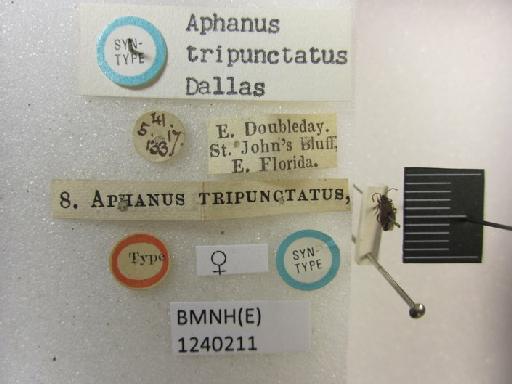 Aphanus tripunctatus Dallas, 1852 - Aphanus tripunctatus-BMNH(E)1240211-Syntype female dorsal & labels