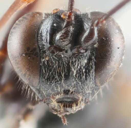 Pimpla cyanea Morley, C., 1913 - 015214901_Pimpla_cyanea_holotype_face