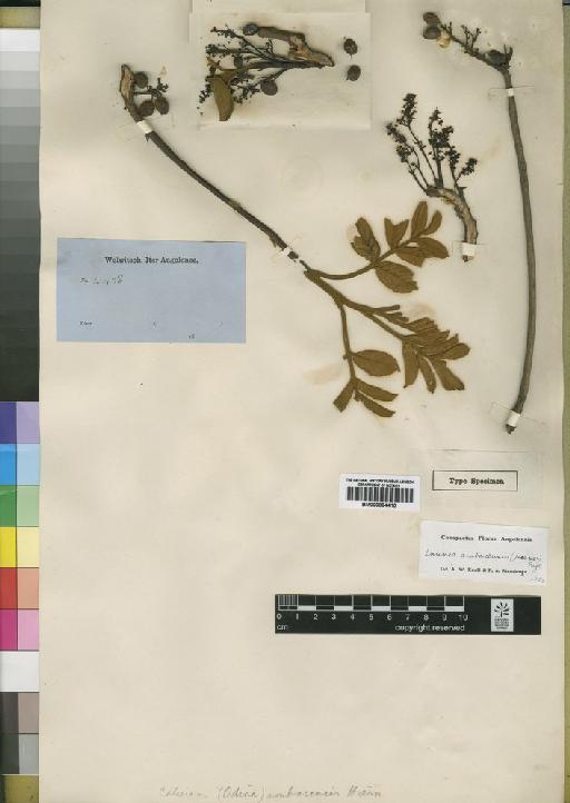 Lannea ambacensis (Hiern) Engl. - BM000884410
