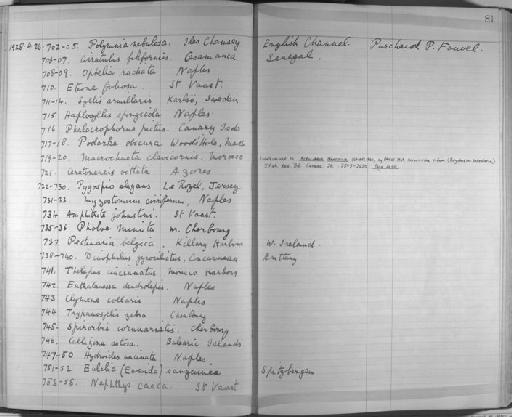 Callizona estosa - Zoology Accessions Register: Annelida & Echinoderms: 1924 - 1936: page 81