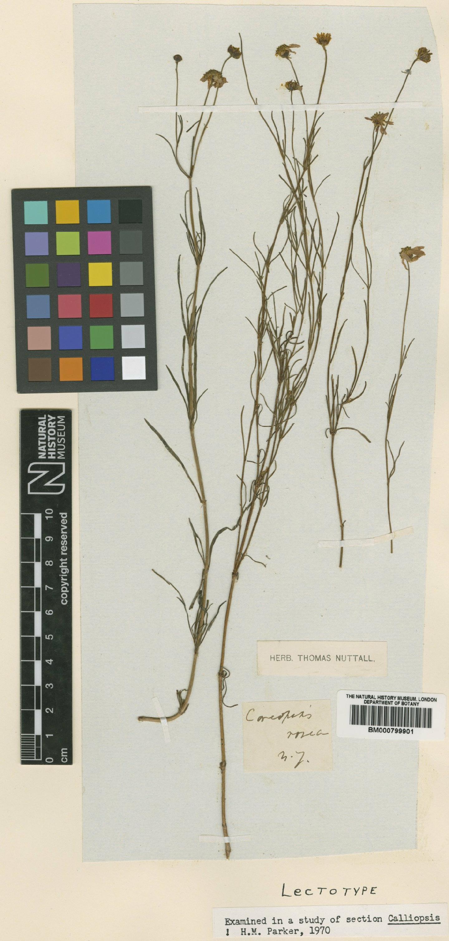 To NHMUK collection (Coreopsis rosea Nutt; Lectotype; NHMUK:ecatalogue:4991932)