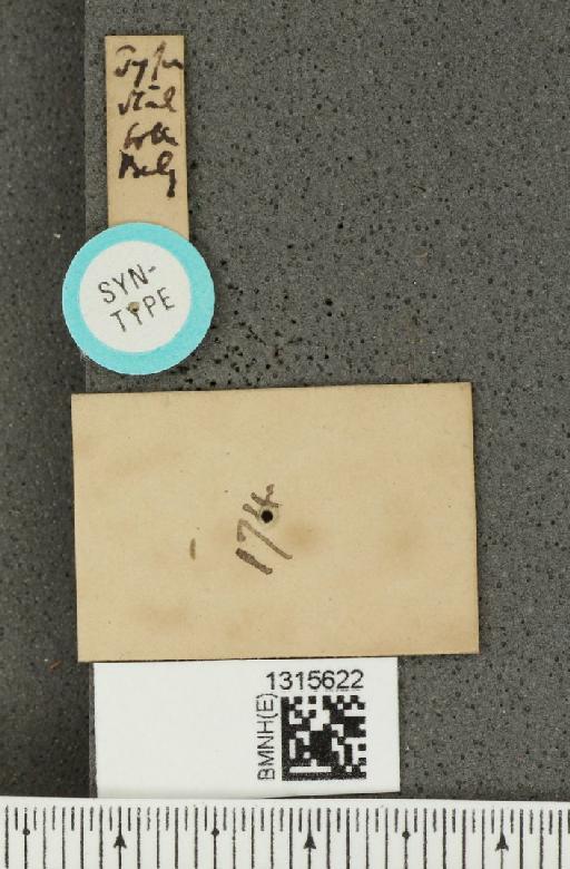 Leptinotarsa pudica Stål, 1860 - BMNHE_1315622_a_label_15501