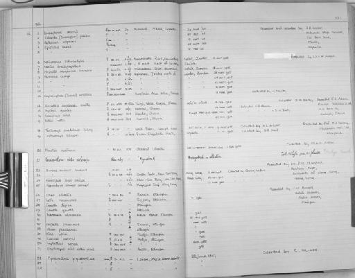 Tadarida (Chaerephon) pumila - Zoology Accessions Register: Mammals: 1965 - 1966: page 101