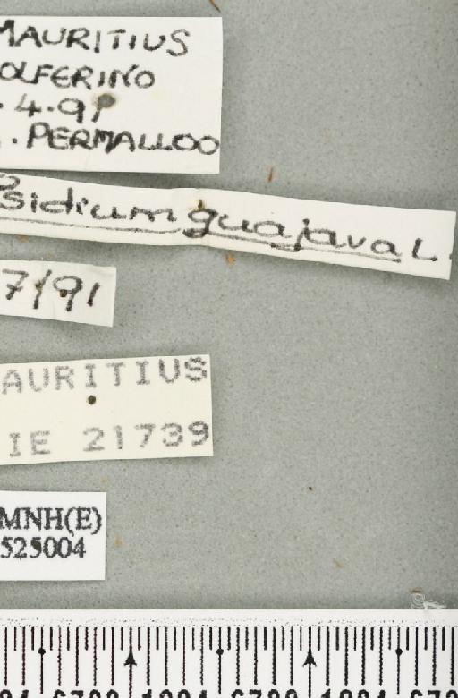 Bactrocera (Bactrocera) zonata (Saunders, 1842) - BMNHE_525004_label_30386