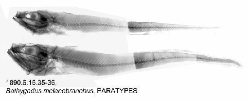 Bathygadus melanobranchus Vaillant, 1888 - BMNH 1890.6.16.35-36, Bathygadus melanobranchus, PARATYPES, Radiograph
