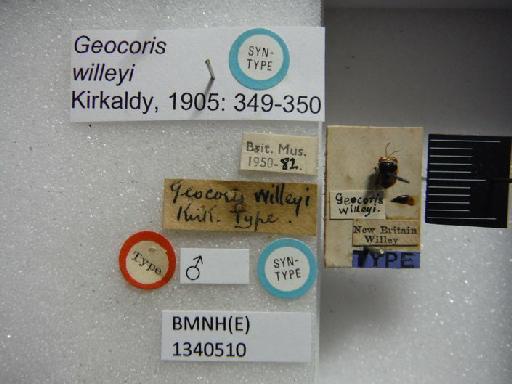 Geocoris willeyi Kirkaldy, 1905 - Geocoris willeyi-BMNH(E)1340510-Syntype male dorsal & labels