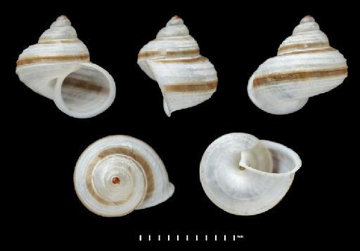 Cyclostoma (Leptopoma) wallacei Pfeiffer, 1857 - 20220252, SYNTYPES, Cyclostoma (Leptopoma) wallacei Pfeiffer, 1857