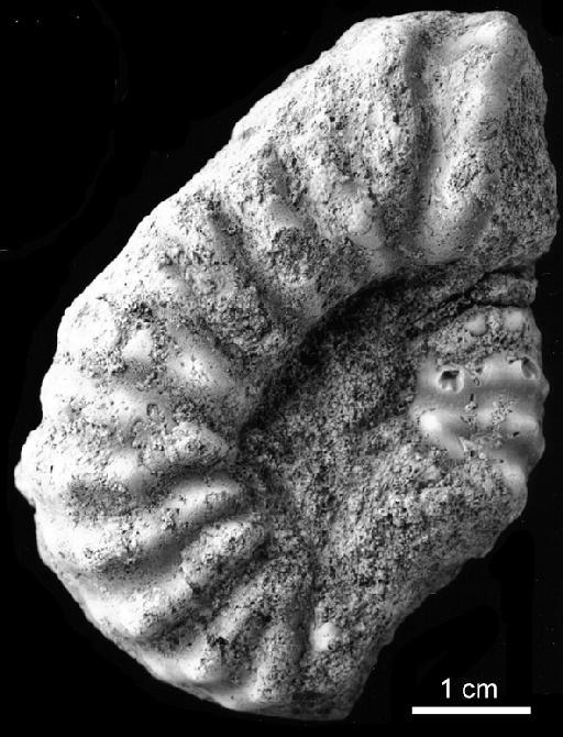 Mortoniceras (Durnovarites) perinflatum (Spath, 1922) - PI_CA_2419 Mortoniceras perinflatum