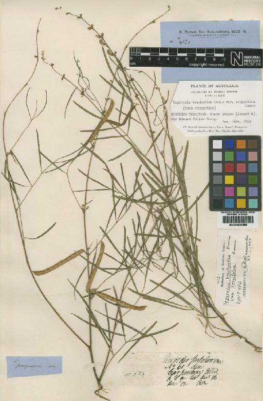 Tephrosia brachyodon var. longifolia Domin - BM000839595