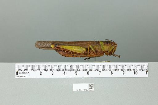Valanga nigricornis sumatrensis Uvarov, 1923 - 012498445_reverse
