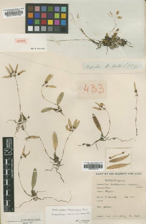Cirrhopetalum wallichii (Lindl.) Rchb.f. - BM000958105
