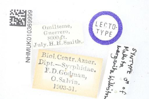 Mallota margarita Williston, 1892 - Mallota margarita STM labels
